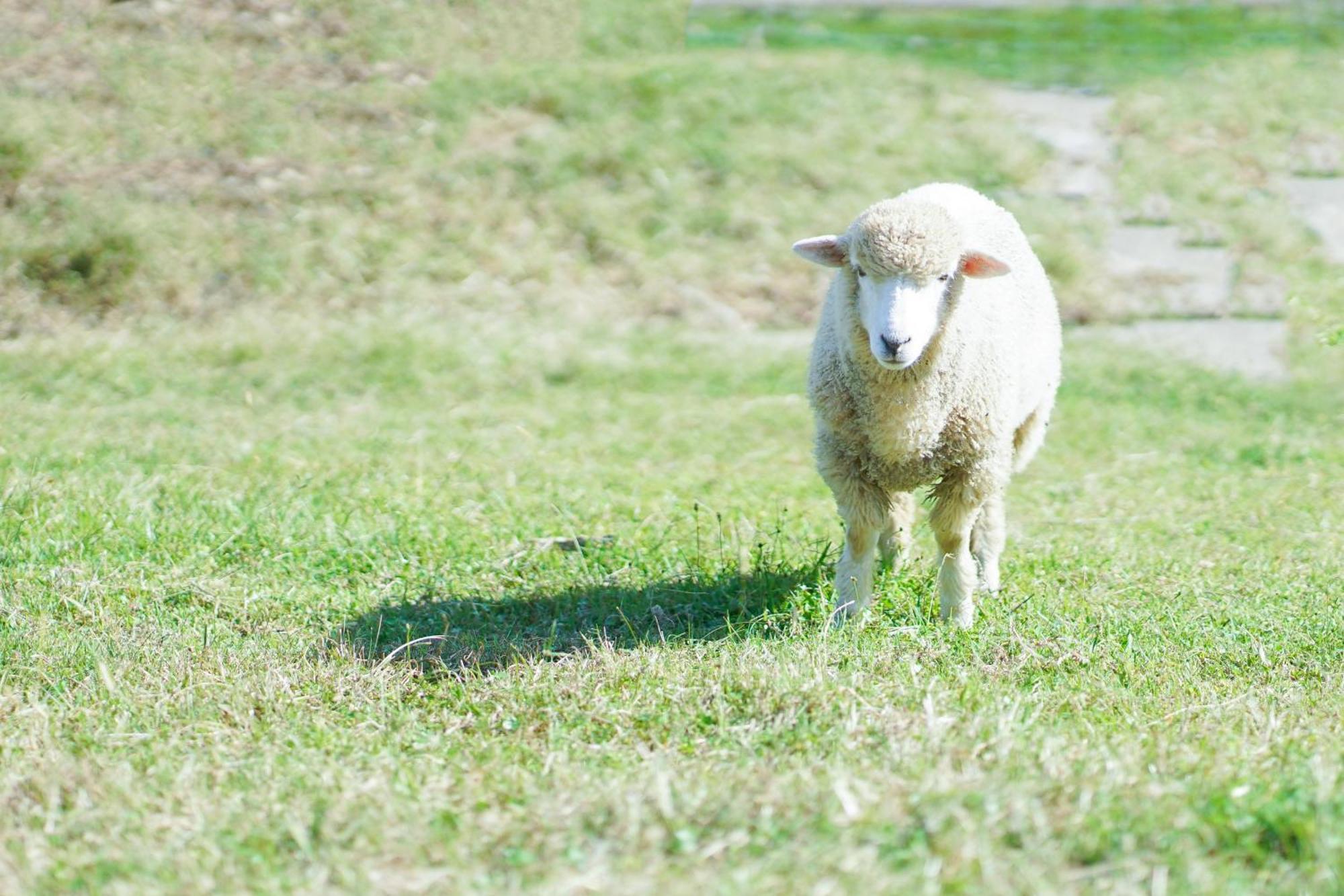 舞鶴 ふる a Ferm Cotergi Villa Maizuru Eksteriør billede